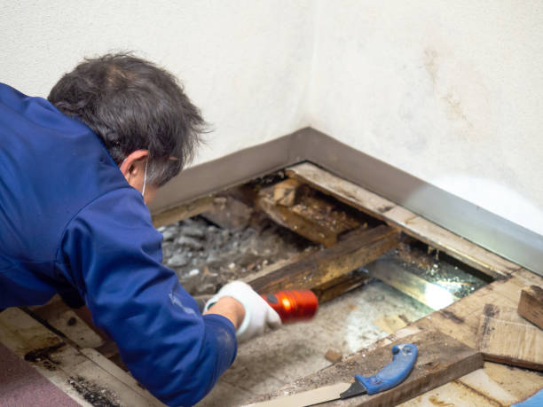 Professional Mold Removal in Stonegate, CO