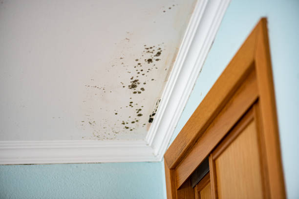 Best Certified Mold Removal  in Stonegate, CO